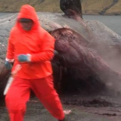 Barriga de baleia morta explode e assusta biólogo