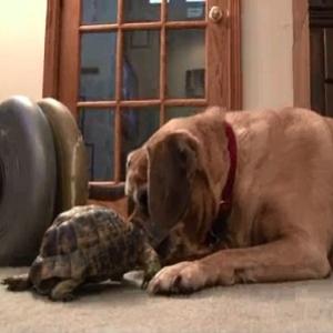 Cão sai na pior com tartaruga