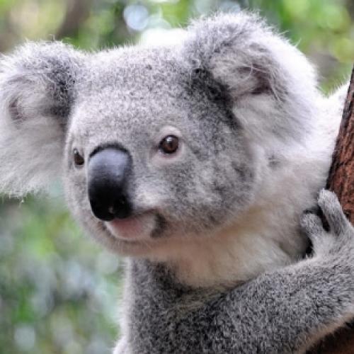 O encanto dos coalas