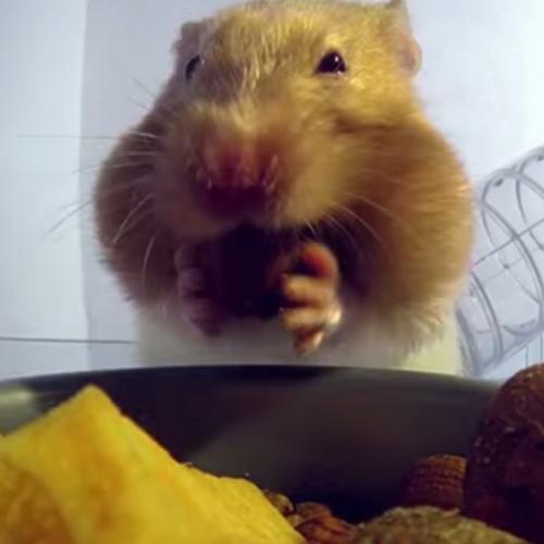 Como um Hamster consegue colocar tanta comida na boca