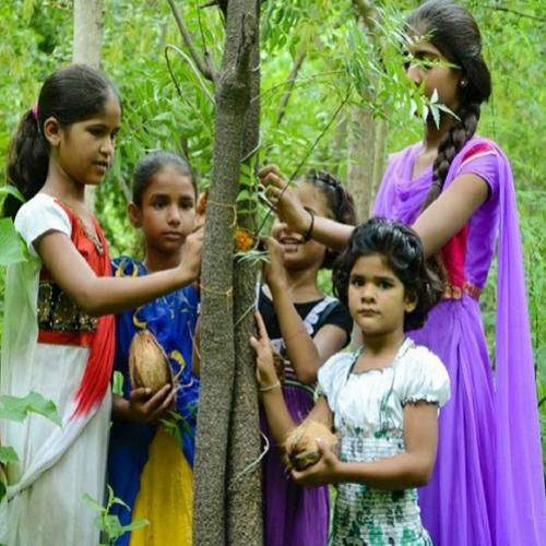 Aldeia indiana planta 111 arvores a cada menina que nasce