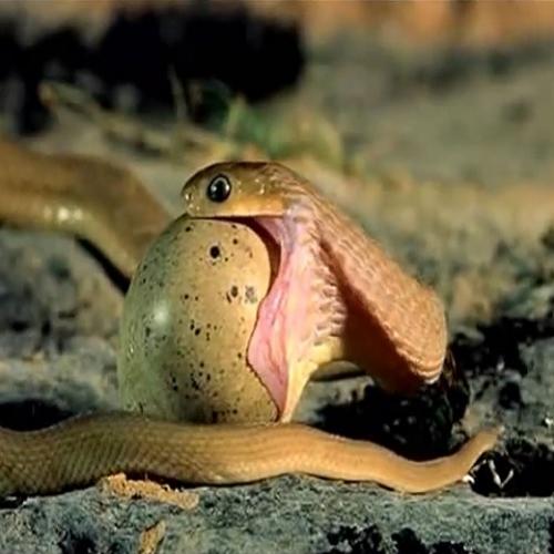 Cenas de uma cobra engolindo um ovo de avestruz 