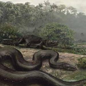 A maior cobra do mundo é encontrada no Irã
