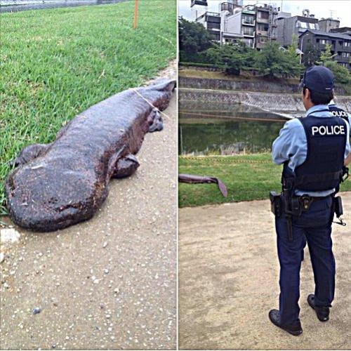Criatura rasteja pra fora de rio no Japão e apavora moradores.