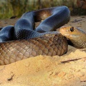 As 5 cobras mais perigosas do mundo