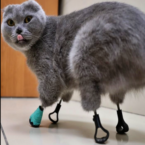 Conheça a gata biônica que teve as patas substituídas por próteses  