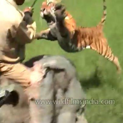 Tigre ataca homem em cima de um elefante