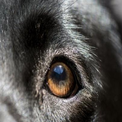 10 raças de cães que não existem mais