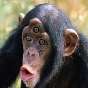 Macaco de 3 olhos foi atração na China