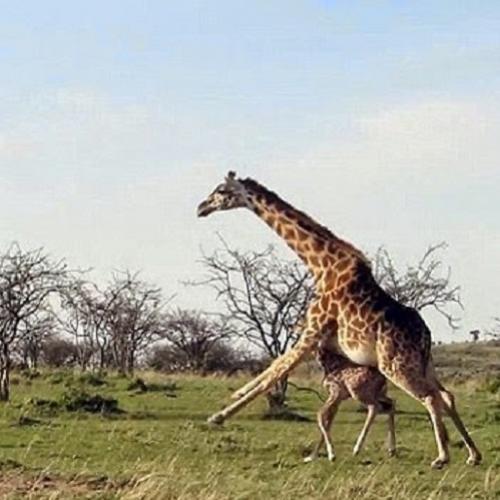 Girafa ataca leões por instinto maternal (com video)