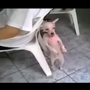 Cachorro dançando Ah le lek lek lek