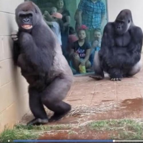 Gorilas em zoológico tentam escapar da chuva