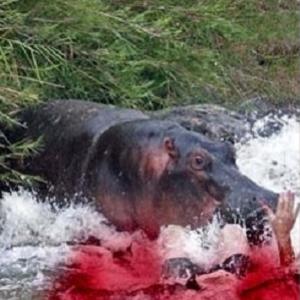 Homem leva 40 mordidas de hipopótamo e sobrevive ao ataque!
