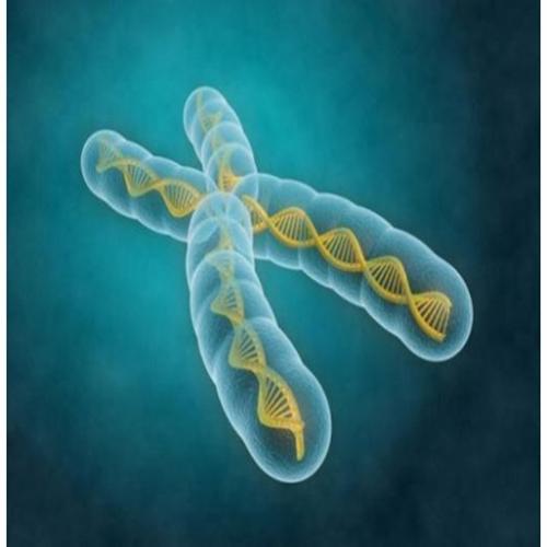 Quais as funções do cromossomo humano?