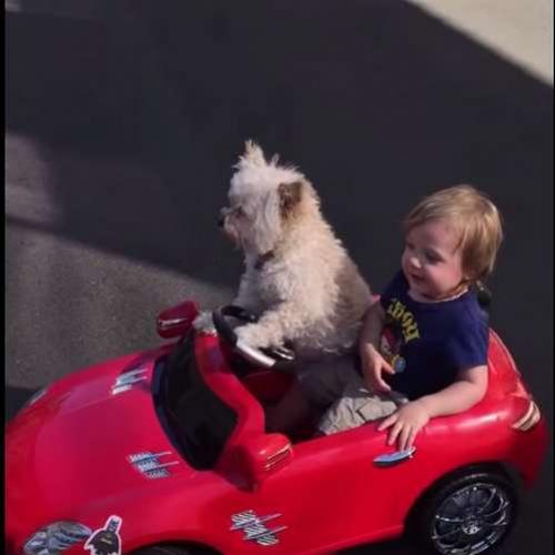 Cachorro dirigir mini carro para criança