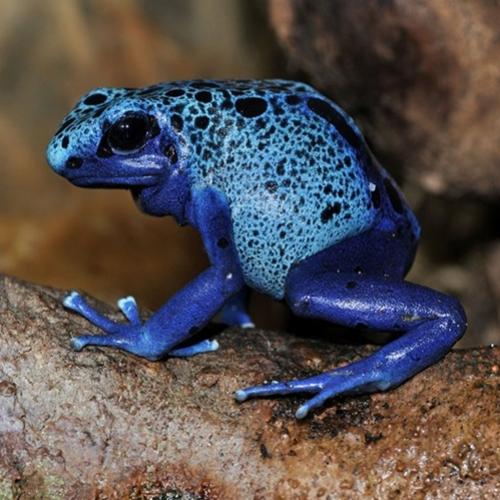 Por que existem tão poucos animais na cor azul?