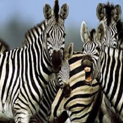 As zebras são brancas com listras pretas ou pretas com listras brancas