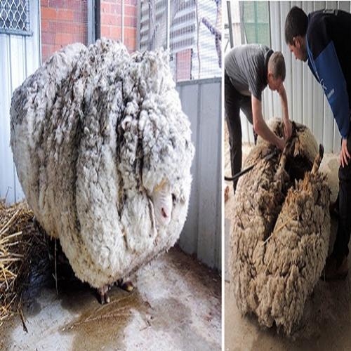 Esta ovelha perdida há 5 anos teve uma quantidade inacreditável de lã 