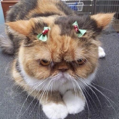 20 Gatos que não gostam de comemorar o Natal