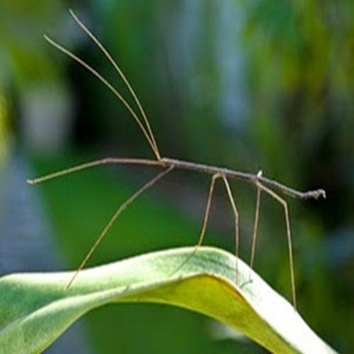 Bicho-pau: aprenda mais um pouco sobre este inseto