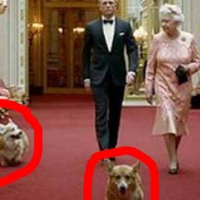 Cachorro da rainha não é um simples cachorro
