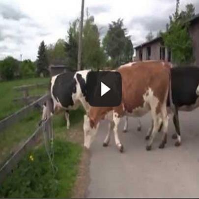 Felicidades das vacas ao serem libertas no pasto