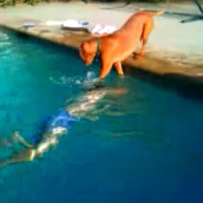 Cachorro se desespera ao ver seu dono submerso na piscina