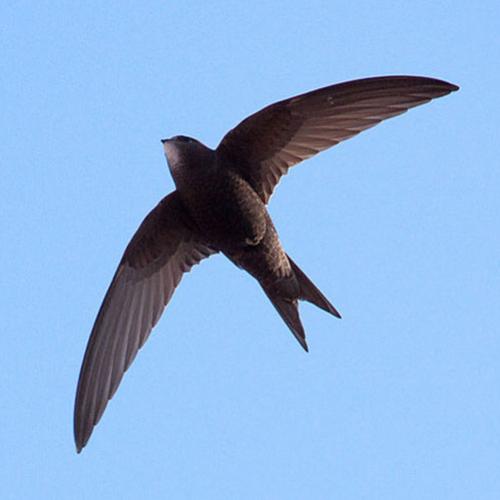 Conheça as aves que podem voar quase um ano sem pousar