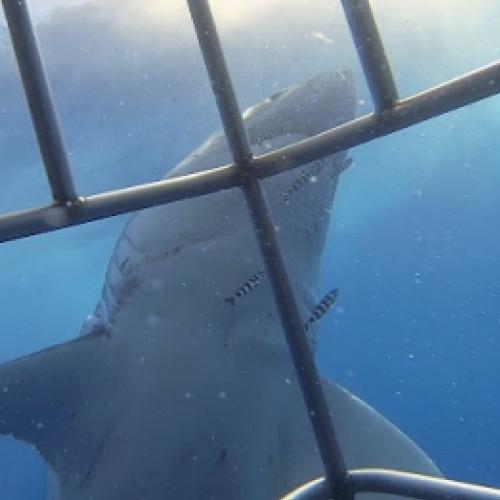 Tubarão entra na jaula de nadador e ele filma tudo