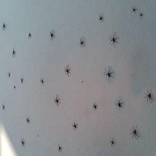 Centenas de Aranhas invadem o apartamento de um homem bastante azarado