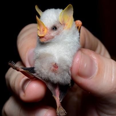 Morcegos-brancos são descobertos na América Central 