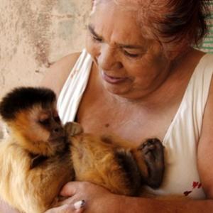 Macaco-prego é tirado de família depois de 37 anos
