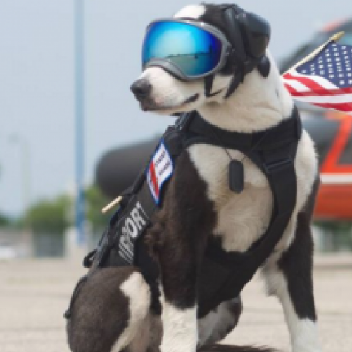 Cachorro piloto de avião
