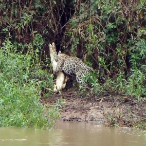 Incrível – Pescador flagra onça atacando jacaré no pantanal.