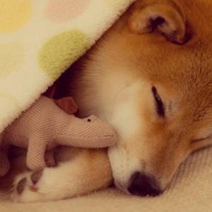 Fotos do cão Marutaro da raça Shiba Inu no Instagram