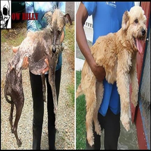 Antes e depois de cachorrinhos mal tratados.