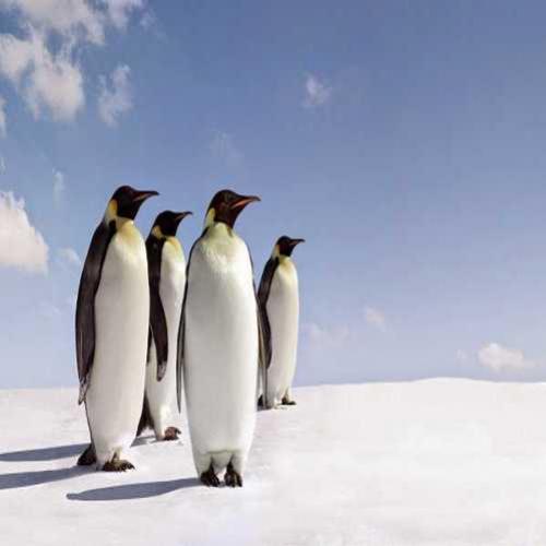 Esconderijo secreto ajudou pinguins a sobreviverem à Idade do Gelo