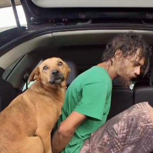 Cachorro entra na viatura da polícia junto com dono preso