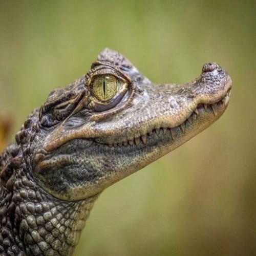 Crocodilos vs. Jacarés: Quem é Quem?