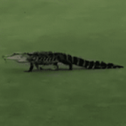 Gansos expulsam crocodilo de campo de golfe