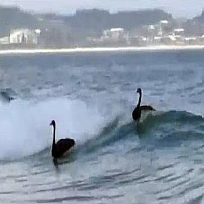Essa você nunca viu! Bando de Cisnes Negros surfando na praia!