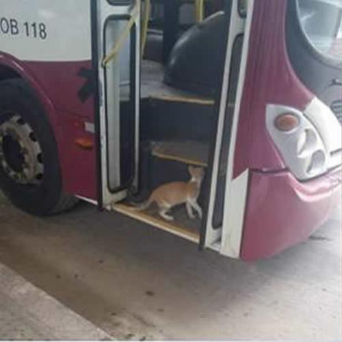 Pelo preço da gasolina melhor ir de ônibus