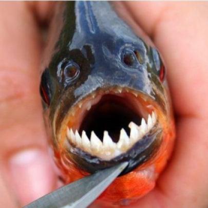 10 Peixes mais assustadores do Mundo