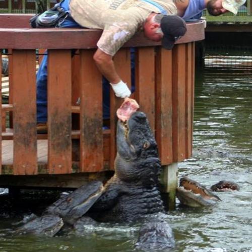 A cidade dos crocodilos