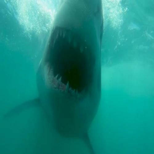Mergulhador quase é devorado por um enorme tubarão branco na África...