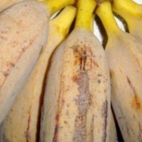 O bem da banana figo na saúde