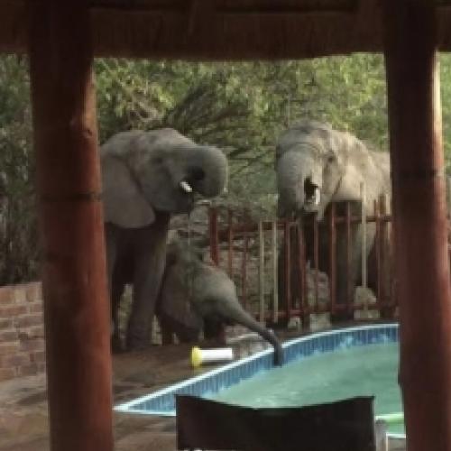 Elefantes com sede invadem festa na piscina