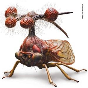 O inseto mais bizarro do mundo