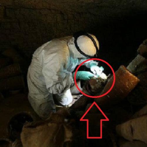 Cientistas desvendam mistério de múmias de animais