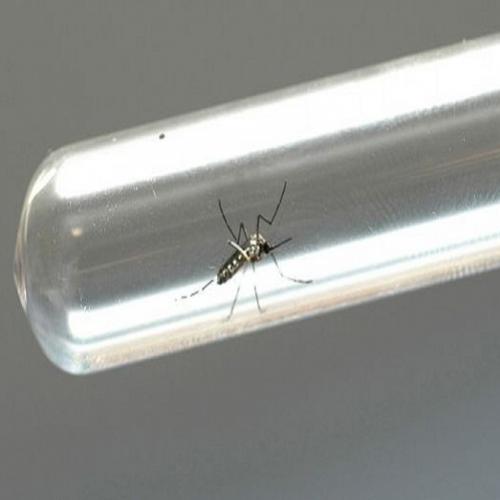  Biólogos da Fiocruz encontram vírus zika em pernilongo comum 